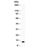 Western blot testing of human SW620 cell lysate with MCP1 antibody. Expected/observed molecular weight ~11/9 kDa (precursor/mature).