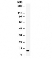 Western blot testing of human HUT cell lysate with CCL5 antibody. Expected/observed molecular weight ~11 kDa.