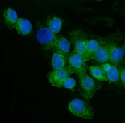 Immunofluorescent staining of FFPE human A431 cells with CD59 antibody (green) and DAPI nuclear stain (blue). HIER: steam section in pH6 citrate buffer for 20 min.