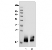 Western blot testing of human 1) HeLa and 2) PC-3 cell lysate with CD59 antibody. Expected molecular weight: 14-20 kDa depending on level of glycosylation.