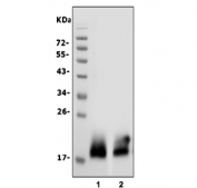 Western blot testing of human 1) HeLa and 2) PC-3 cell lysate with CD59 antibody. Expected molecular weight: 14-20 kDa depending on level of glycosylation.