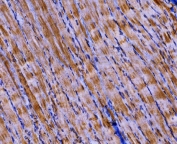 IHC staining of FFPE rat skeletal muscle tissue with PKM2 antibody. HIER: boil tissue sections in pH8 EDTA for 20 min and allow to cool before testing.