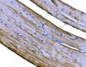 IHC staining of FFPE mouse skeletal muscle tissue with PKM2 antibody. HIER: boil tissue sections in pH8 EDTA for 20 min and allow to cool before testing.