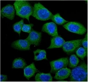 Immunofluorescent staining of FFPE human A431 cells with GRP94 antibody (green) and DAPI nuclear stain (blue). HIER: steam section in pH6 citrate buffer for 20 min.