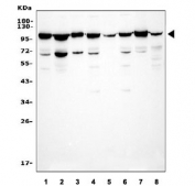 Western blot testing of human 1) HeLa, 2) U-87 MG, 3) A431, 4) Caco-2, 5) ThP-1, 6) Caco-2, 7) HepG2 and 8) HL60 cell lysate with GRP94 antibody. Expected molecular weight : 92~96 kDa.