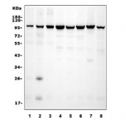Western blot testing of rat 1) PC-12, 2) RH35, 3) C6 and mouse 4) HEPA1-6, 5) NIH 3T3, 6) RAW264.7, 7) SP2/0 and 8) ANA-1 cell lysate with GRP94 antibody. Expected molecular weight : 92~96 kDa.