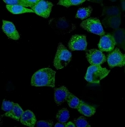 Immunofluorescent staining of FFPE human A431 cells with IDO1 antibody (green) and DAPI nuclear stain (blue). HIER: steam section in pH6 citrate buffer for 20 min.