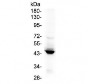 Western blot testing of human placenta lysate with IDO1 antibody. Predicted molecular weight ~45 kDa.