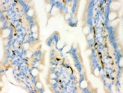 IHC testing of FFPE rat intestine with FABP4 antibody. HIER: Boil the paraffin sections in pH 6, 10mM citrate buffer for 20 minutes and allow to cool prior to staining.