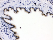 IHC testing of FFPE rat lung with ARSA antibody. HIER: Boil the paraffin sections in pH 6, 10mM citrate buffer for 20 minutes and allow to cool prior to staining.