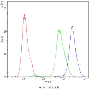 Flow cytometry testing of human HeLa cells with ARSA antibody at 1ug/million cells (blocked with goat sera); Red=cells alone, Green=isotype control, Blue=ARSA antibody.