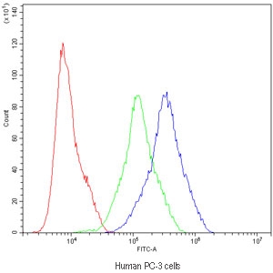 Flow cytometry testing of human PC-3 cells with ARSA antibody at 1ug/million cells (blocked with goat sera); Red=cells alone, Green=isotype control, Blue=ARSA antibody.