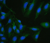 IF/ICC staining of FFPE human U-2 OS cells with ARSA antibody (green) at 2ug/ml and DAPI nuclear stain (blue). HIER: steam section in pH6 citrate buffer for 20 min.