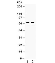 Western blot testing of 1) rat kidney and 2) human HeLa lysate with c-Rel antibody. Expected/observed molecular weight ~69 kDa.