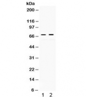 Western blot testing of 1) rat kidney and 2) human HeLa lysate with c-Rel antibody. Expected/observed molecular weight ~69 kDa.