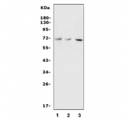 Western blot testing of 1) human ThP-1, 2) rat spleen and 3) mouse thymus lysate with c-Rel antibody. Expected/observed molecular weight ~69 kDa.