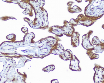 IHC testing of FFPE human placental tissue with CD46 antibody. HIER: Boil the paraffin sections in pH 6, 10mM citrate buffer for 20 minutes and allow to cool prior to staining.