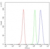 Flow cytometry testing of human HeLa cells with NM23 antibody at 1ug/10^6 cells (blocked with goat sera); Red=cells alone, Green=isotype control, Blue=NM23 antibody.