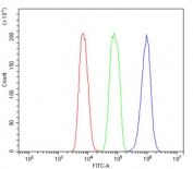 Flow cytometry testing of rat C6 cells with Kv1.2 antibody at 1ug/million cells (blocked with goat sera); Red=cells alone, Green=isotype control, Blue= Kv1.2 antibody.