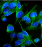 Immunofluorescent staining of FFPE human U-2 OS cells with Kv1.2 antibody (green) and DAPI nuclear stain (blue). HIER: steam section in pH6 citrate buffer for 20 min.