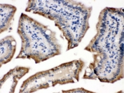 IHC testing of FFPE mouse intestine with POR antibody. HIER: Boil the paraffin sections in pH 6, 10mM citrate buffer for 20 minutes and allow to cool prior to staining.