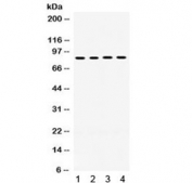 Western blot testing of 1) rat liver, 2) human placenta, 3) human HepG2 and 4) mouse HEPA1-6 lysate with POR antibody. Predicted molecular weight: ~77 kDa, observed here at ~85 kDa.