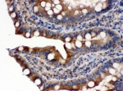 IHC testing of FFPE rat intestine with POR antibody. HIER: Boil the paraffin sections in pH 6, 10mM citrate buffer for 20 minutes and allow to cool prior to staining.