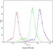 Flow cytometry testing of human A549 cells with POR antibody at 1ug/10^6 cells (blocked with goat sera); Red=cells alone, Green=isotype control, Blue=POR antibody.