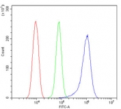 Flow cytometry testing of rat RH-35 cells with Stathmin 1 antibody at 1ug/million cells (blocked with goat sera); Red=cells alone, Green=isotype control, Blue= Stathmin 1 antibody.