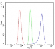 Flow cytometry testing of human ThP-1 cells with Stathmin 1 antibody at 1ug/million cells (blocked with goat sera); Red=cells alone, Green=isotype control, Blue= Stathmin 1 antibody.