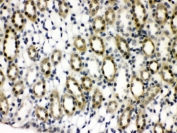 IHC testing of FFPE rat kidney wtih PTPN2 antibody. HIER: Boil the paraffin sections in pH 6, 10mM citrate buffer for 20 minutes and allow to cool prior to staining.