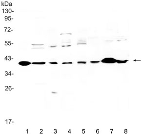 Western blot testing of 1) rat heart, 2) rat brain, 3) rat liver, 4) rat PC-12, 5) human U-87 MG, 6) mouse kidney, 7) mouse heart and 8) mouse brain lysate with IGFBP3 antibody. Expected molecular weight: 31-44 kDa depending on level of gylcosylation.~