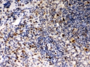 IHC testing of FFPE rat spleen with PU.1 antibody. HIER: Boil the paraffin sections in pH 6, 10mM citrate buffer for 20 minutes and allow to cool prior to staining.
