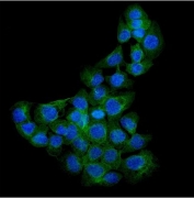 Immunofluorescent staining of FFPE human A431 cells with SDC1 antibody (green) and DAPI nuclear stain (blue). HIER: steam section in pH6 citrate buffer for 20 min.