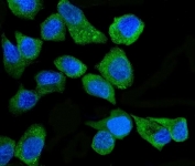 Immunofluorescent staining of FFPE human A431 cells with PKR antibody (green) and DAPI nuclear stain (blue). HIER: steam section in pH6 citrate buffer for 20 min.