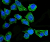 Immunofluorescent staining of FFPE human A431 cells with PKR antibody (green) and DAPI nuclear stain (blue). HIER: steam section in pH6 citrate buffer for 20 min.