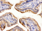IHC testing of FFPE mouse intestine with FUT1 antibody. HIER: Boil the paraffin sections in pH 6, 10mM citrate buffer for 20 minutes and allow to cool prior to staining.