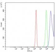 Flow cytometry testing of human U-2 OS cells with Cyclin A2 antibody at 1ug/million cells (blocked with goat sera); Red=cells alone, Green=isotype control, Blue= Cyclin A2 antibody.