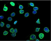 Immunofluorescent staining of FFPE human A431 cells with LMNB1 antibody (green) and DAPI nuclear stain (blue). HIER: steam section in pH6 citrate buffer for 20 min.