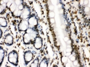IHC testing of FFPE rat intestine with LMNB1 antibody. HIER: Boil the paraffin sections in pH 6, 10mM citrate buffer for 20 minutes and allow to cool prior to staining.