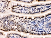 IHC testing of frozen mouse small intestine tissue with LMNB1 antibody.