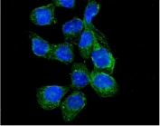 Immunofluorescent staining of FFPE human A431 cells with RASGAP antibody (green) and DAPI nuclear stain (blue). HIER: steam section in pH6 citrate buffer for 20 min.
