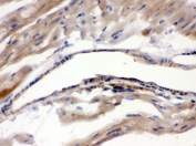 IHC testing of FFPE mouse heart with MAOA antibody. HIER: Boil the paraffin sections in pH 6, 10mM citrate buffer for 20 minutes and allow to cool prior to staining.