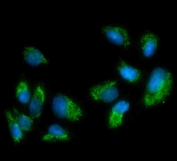 Immunofluorescent staining of FFPE human U-2 OS cells with MAOA antibody (green) at 5ug/ml and DAPI nuclear stain (blue). HIER: steam section in pH6 citrate buffer for 20 min.