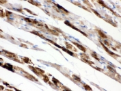IHC testing of FFPE rat heart with MAOA antibody. HIER: Boil the paraffin sections in pH 6, 10mM citrate buffer for 20 minutes and allow to cool prior to staining.