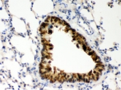 IHC testing of FFPE mouse lung with COMT antibody. HIER: Boil the paraffin sections in pH 6, 10mM citrate buffer for 20 minutes and allow to cool prior to staining.