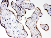 IHC testing of FFPE human placenta with COMT antibody. HIER: Boil the paraffin sections in pH 6, 10mM citrate buffer for 20 minutes and allow to cool prior to staining.
