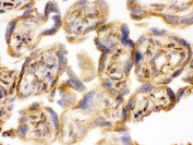 IHC testing of frozen human placental tissue with COMT antibody.