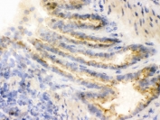 IHC testing of frozen rat lung tissue with COMT antibody.