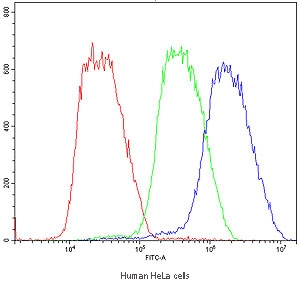 Flow cytometry testing of human HeLa cells with BMP6 antibody at 1ug/million cells